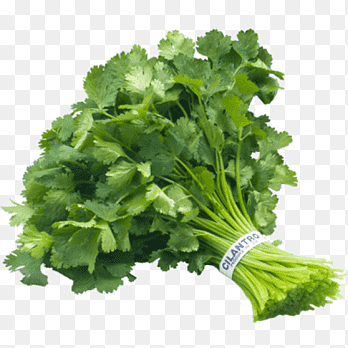 Cilantro