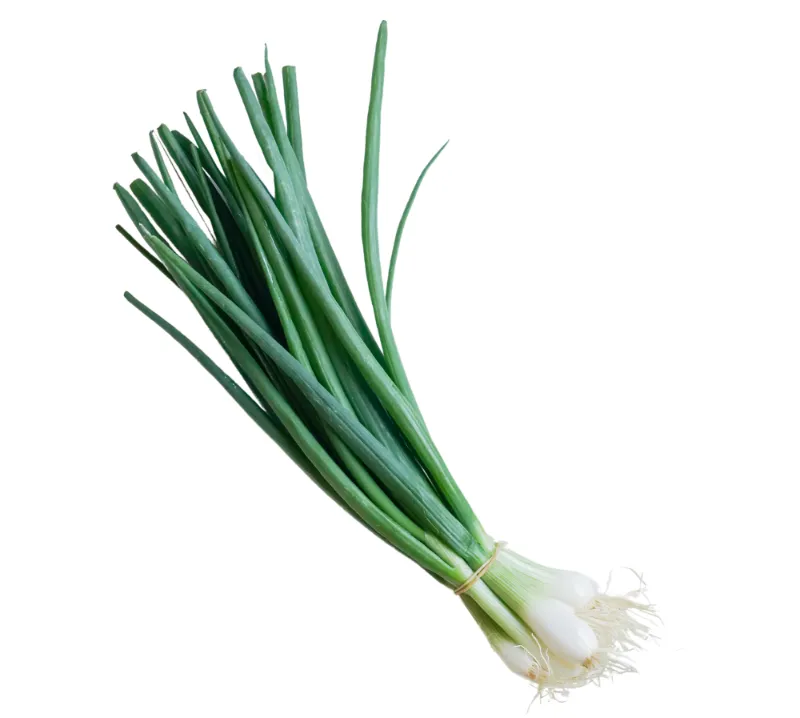 Scallion