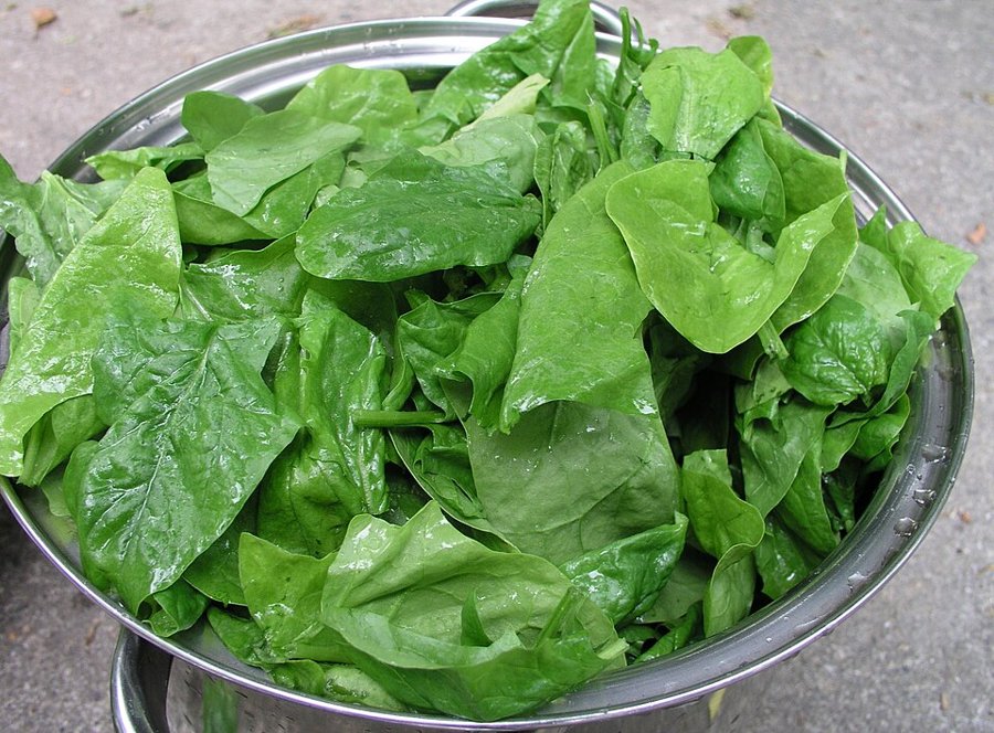 Spinach Leaf