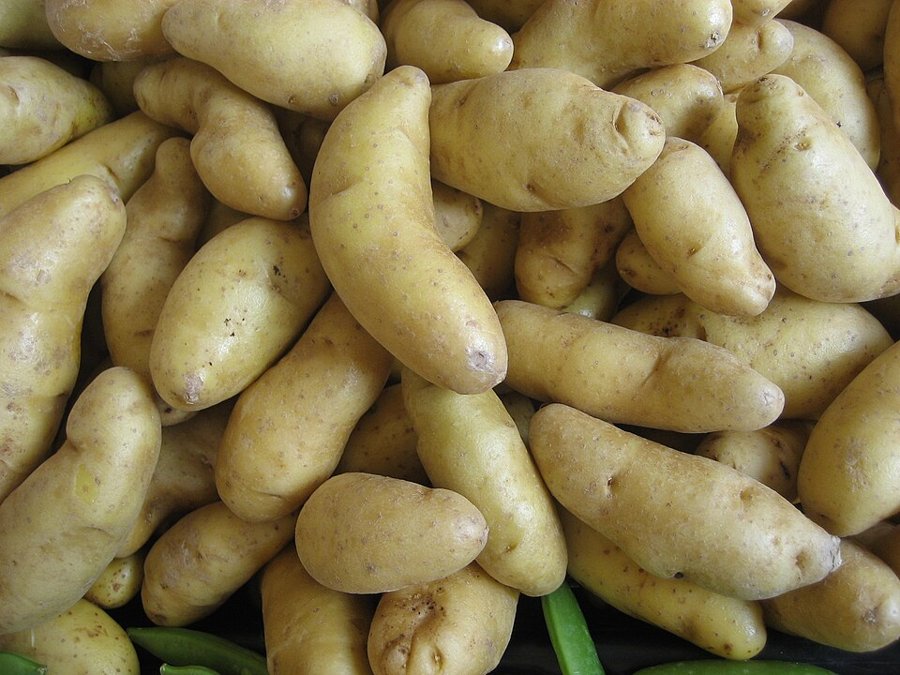 Klondike Fingering Potato
