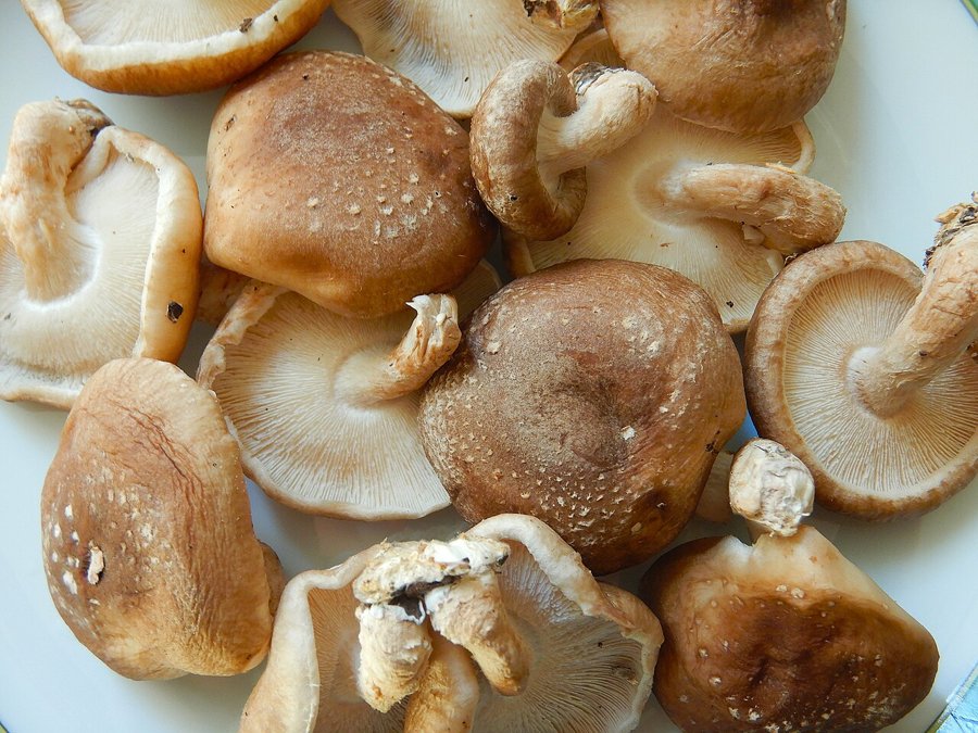 Shitake Mushrooms