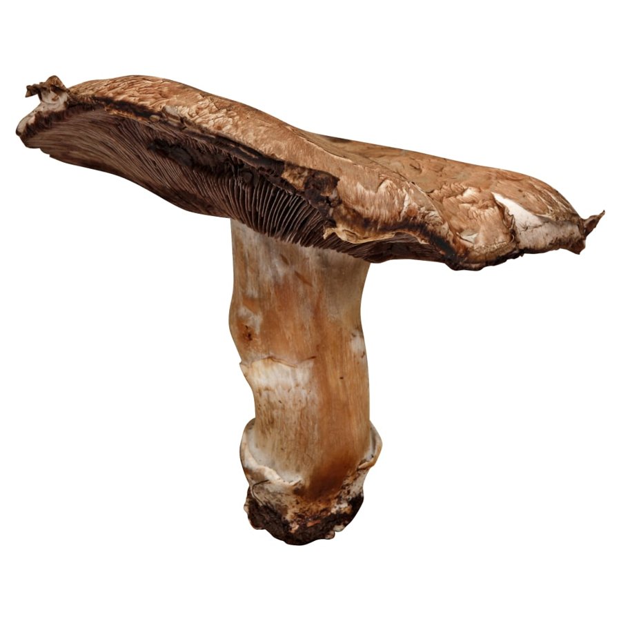 Portobello Mushroom