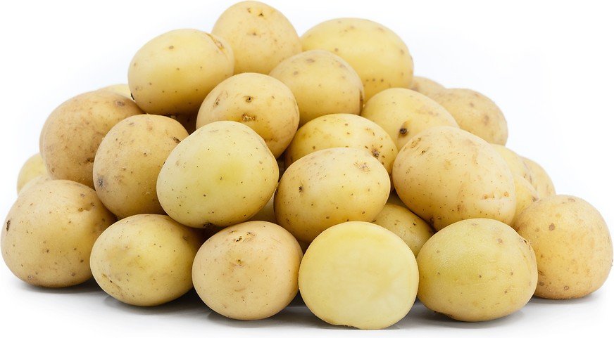Yellow Petite Idaho