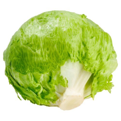 Lettuce Iceberg Cello