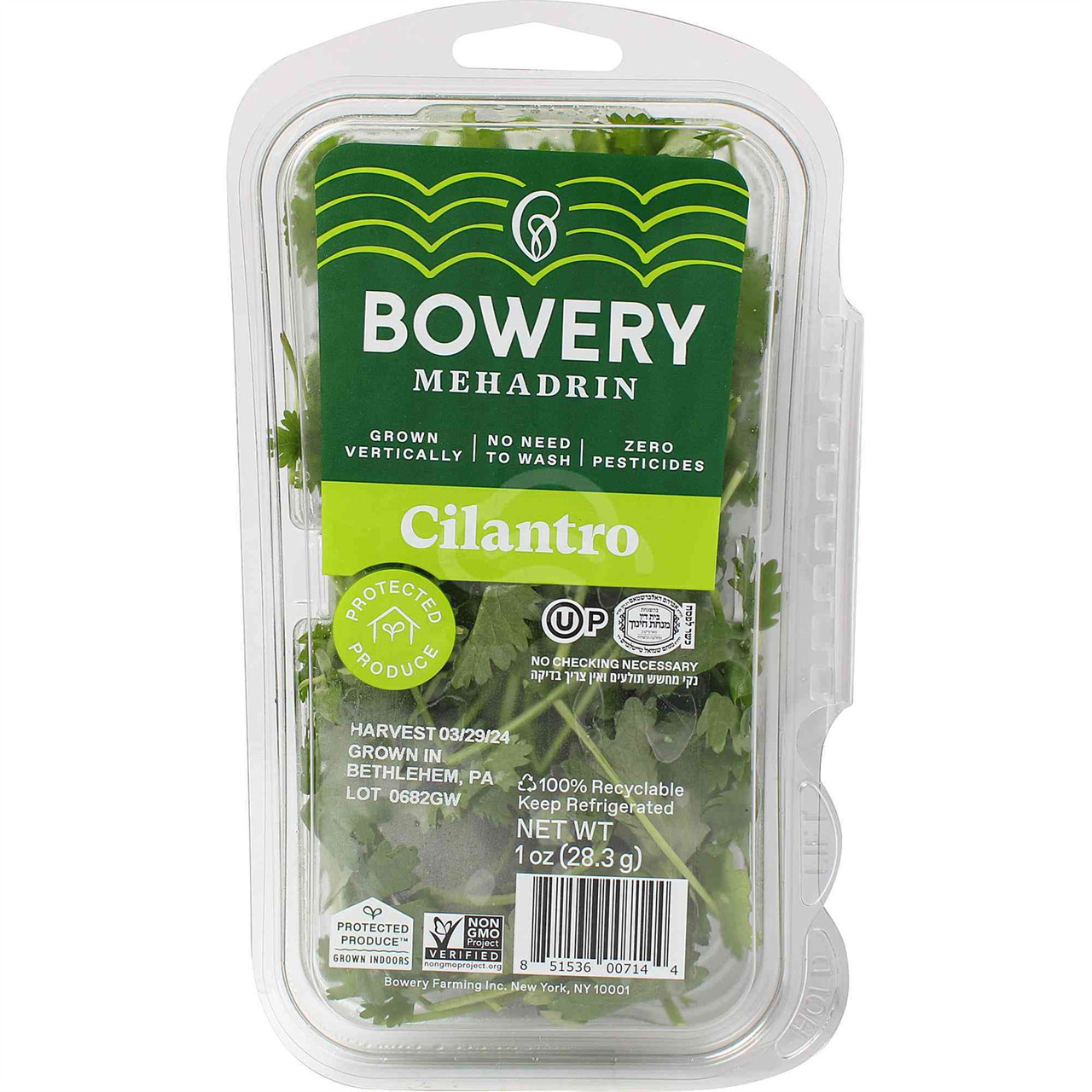 Fresh Cilantro